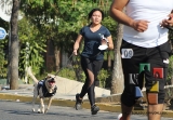 Participación récord en la 3ª edición “Corre con tu Mascota”_15